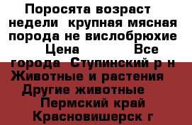 Поросята возраст 4 недели, крупная мясная порода(не вислобрюхие ) › Цена ­ 4 000 - Все города, Ступинский р-н Животные и растения » Другие животные   . Пермский край,Красновишерск г.